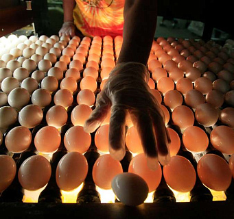 Технология подготовки яиц к инкубации
