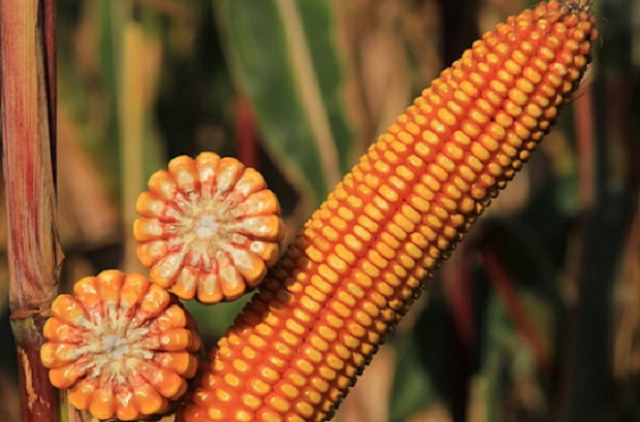 Семена кукурузы НК Фалькон от Syngenta (Швейцария)