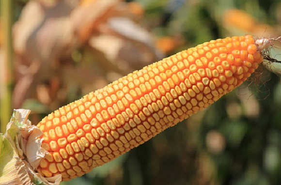 Семена кукурузы НС 1090 от NS Seme (Сербия)