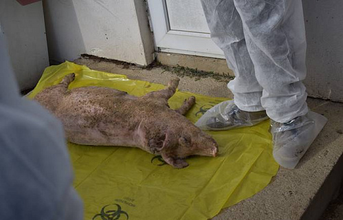 Учения по противодействию АЧС помогают бороться со смертельной болезнью свиней